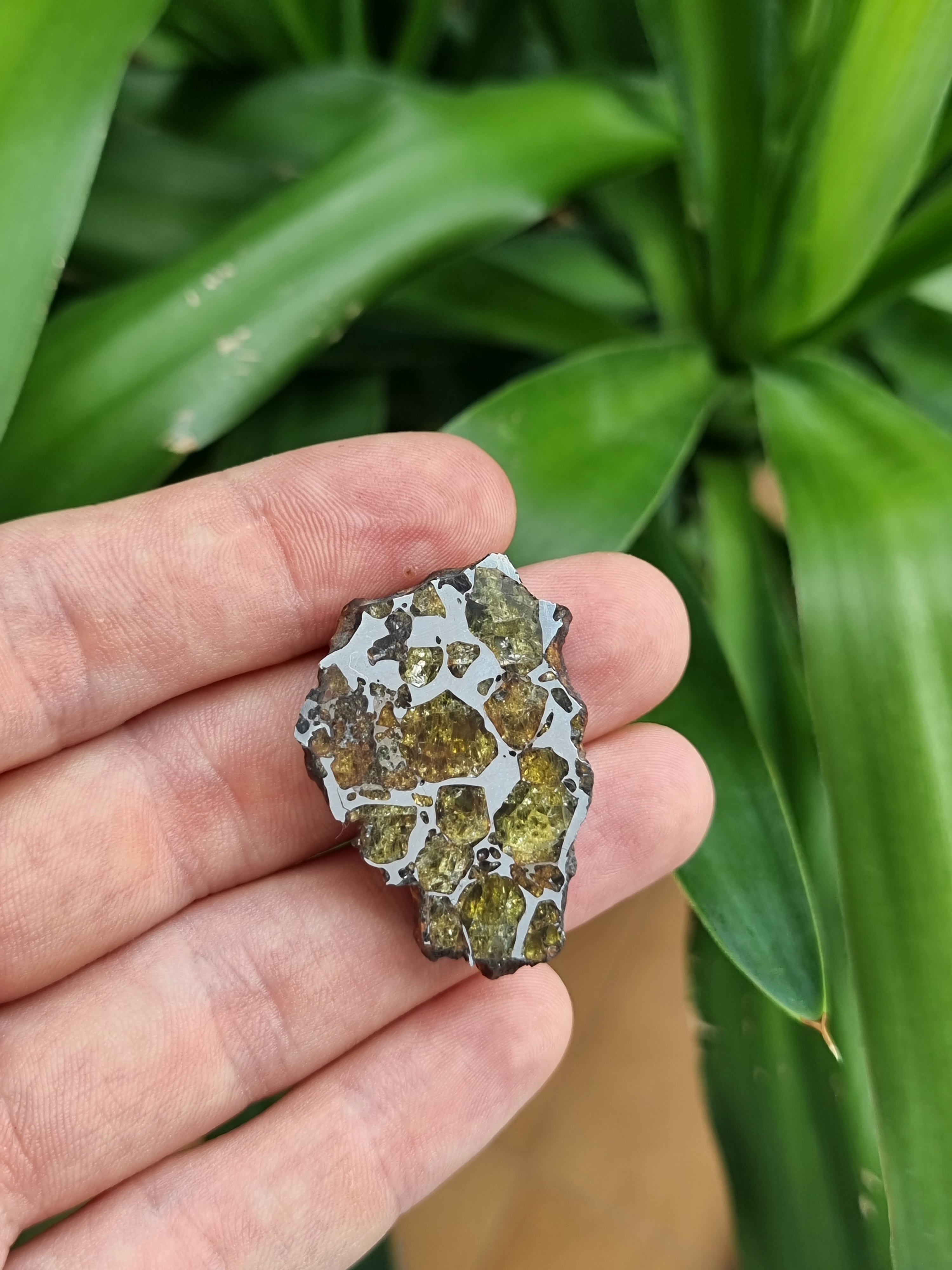 Imilac Pallasite meteorite, Chile. Endcut 16.55g