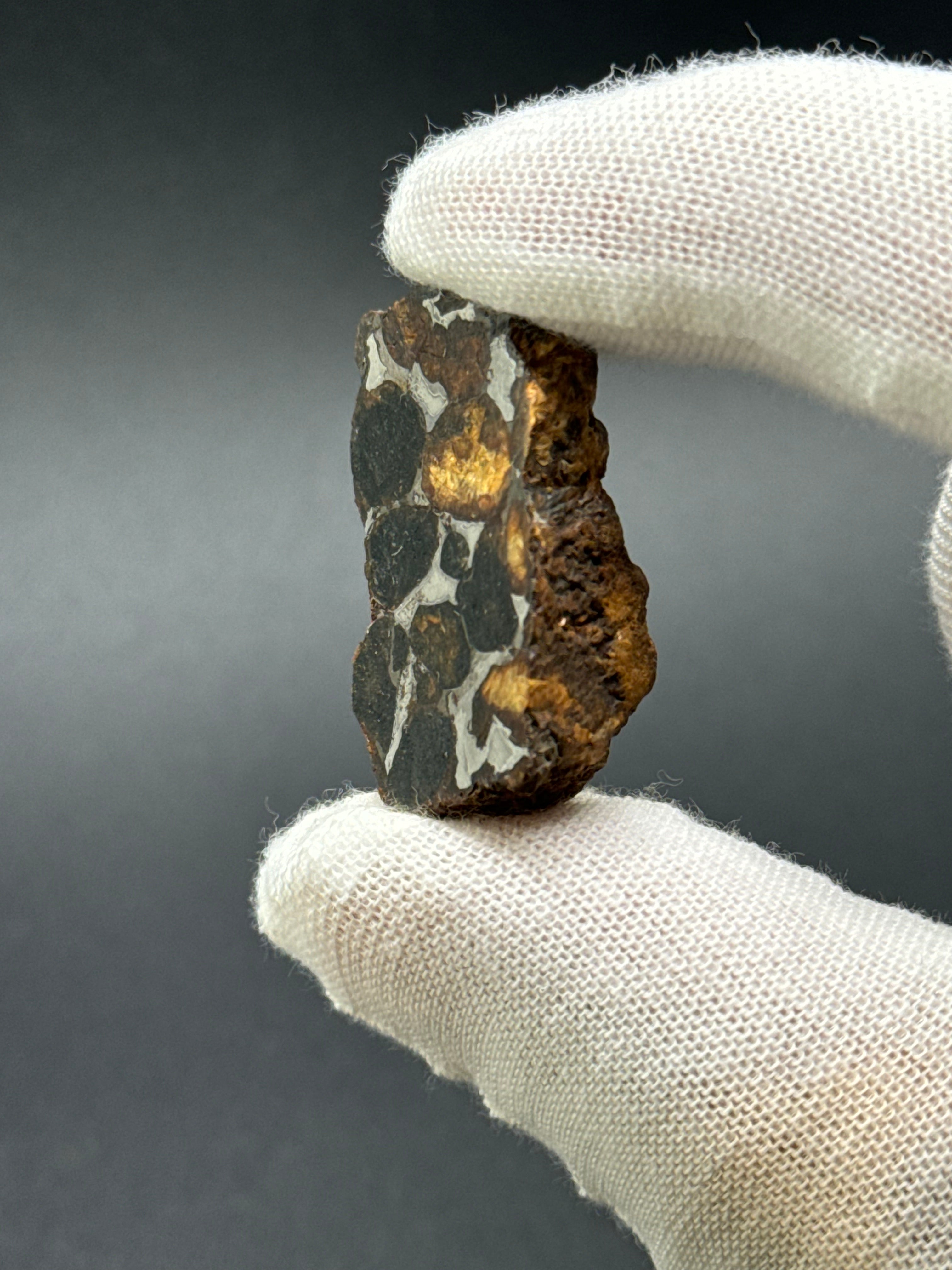 SERICHO PALLASITE METEORITE, KENYA. 13,59 GRAMS END-CUT