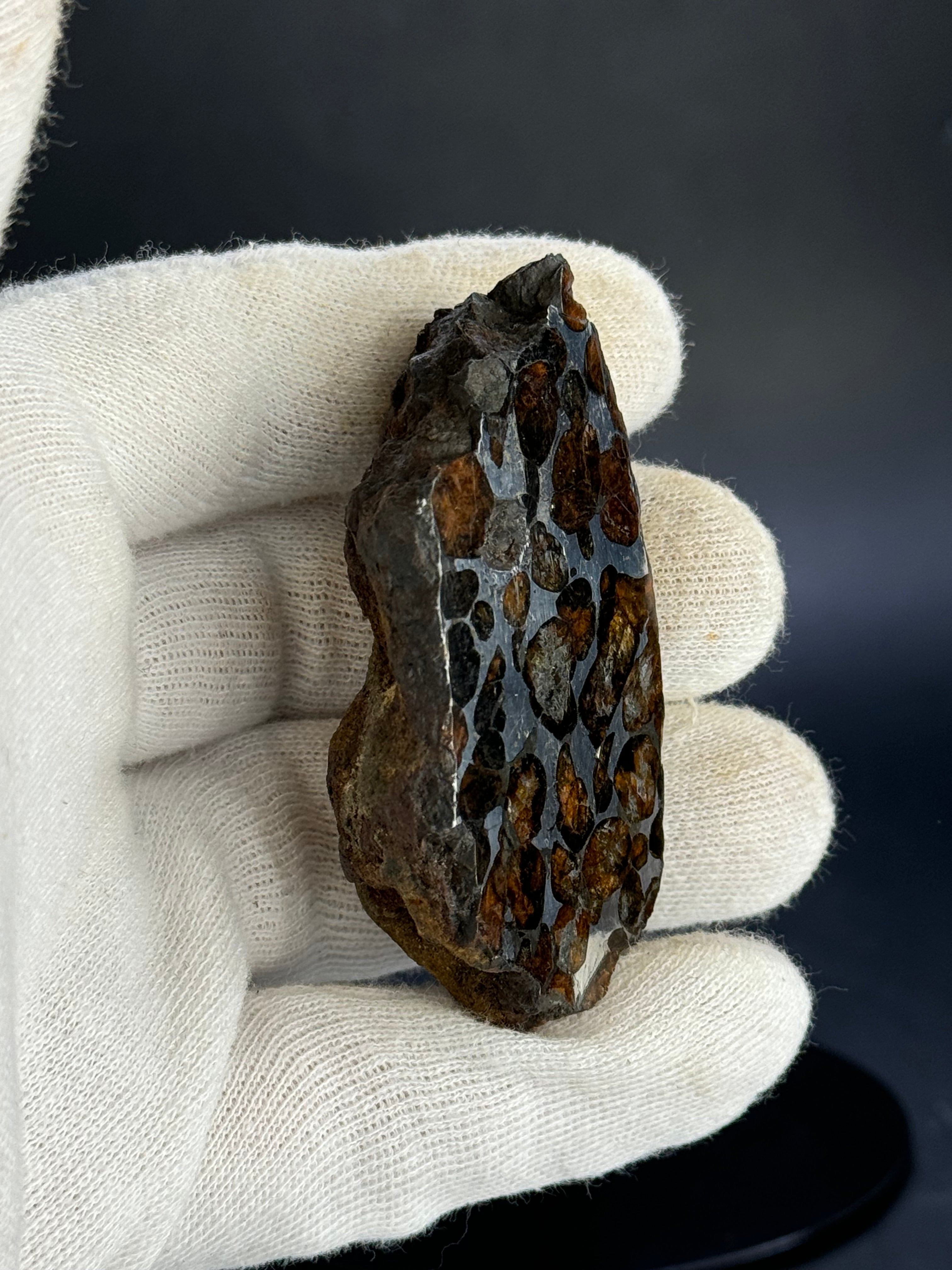 SERICHO PALLASITE METEORITE, KENYA. 143,41 GRAMS END-CUT.