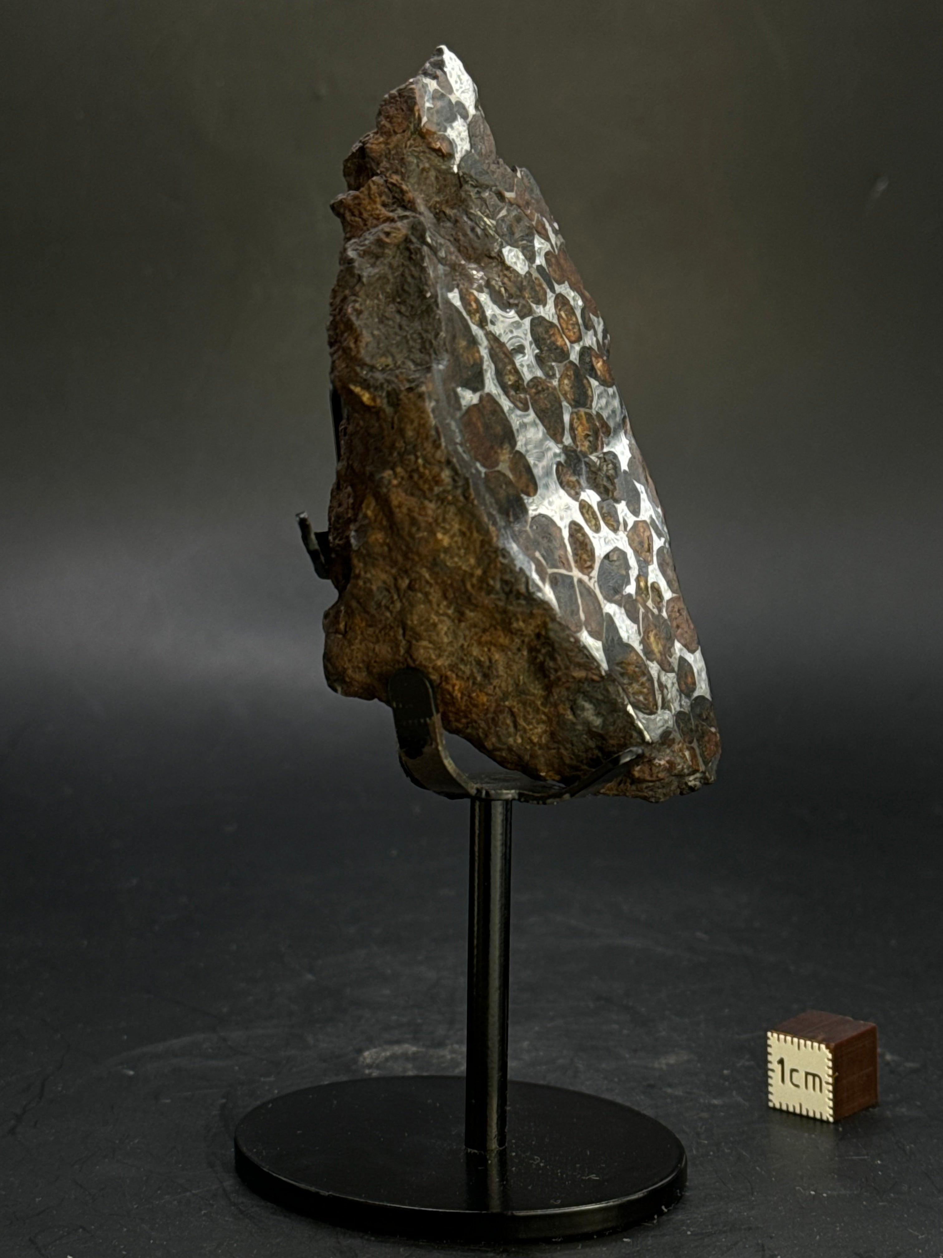 Sericho pallasite meteorite, Kenya. 180,4 grams end-cut.