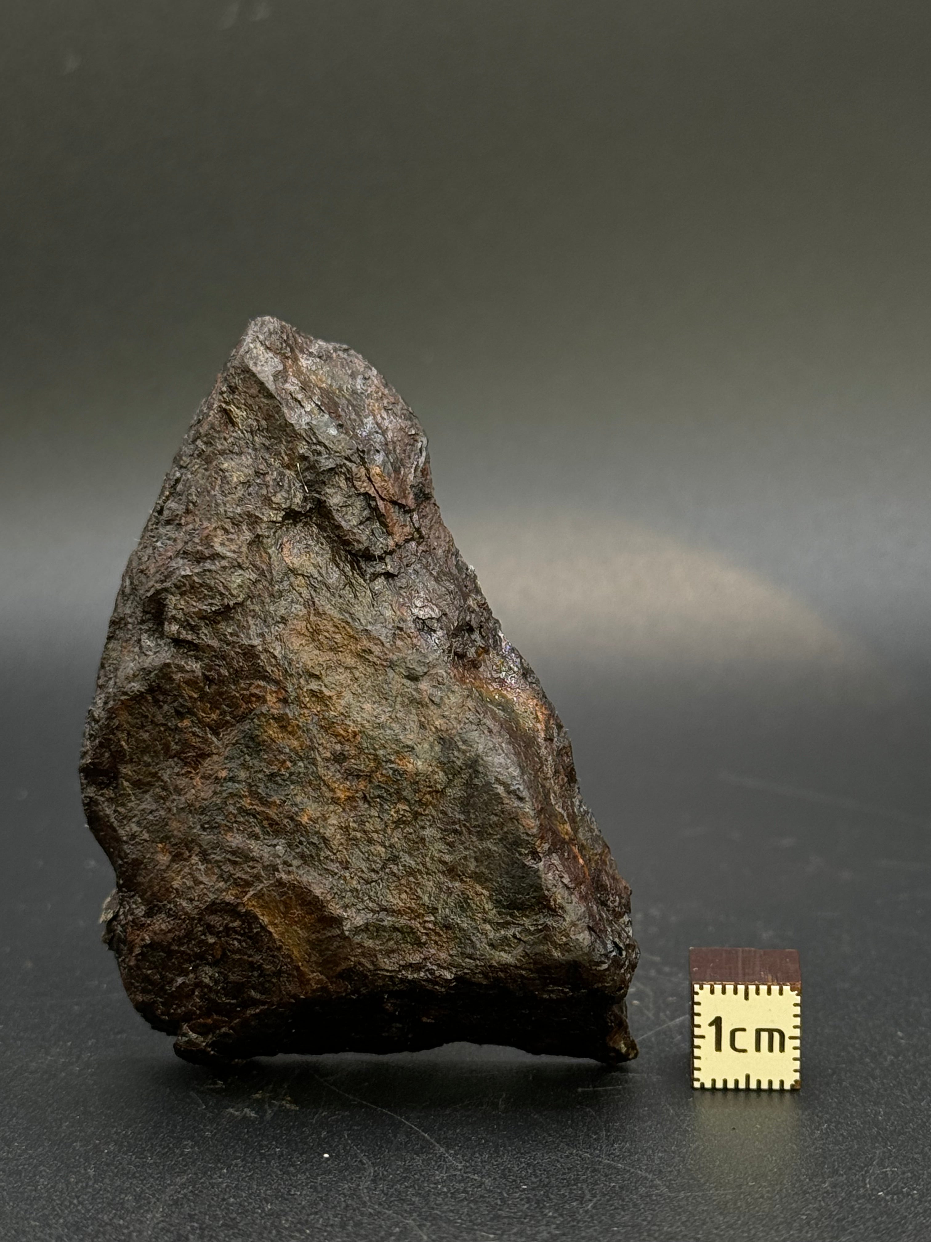 MUONIONALUSTA METEORITE, SWEDEN. 226 GRAMS END-CUT.