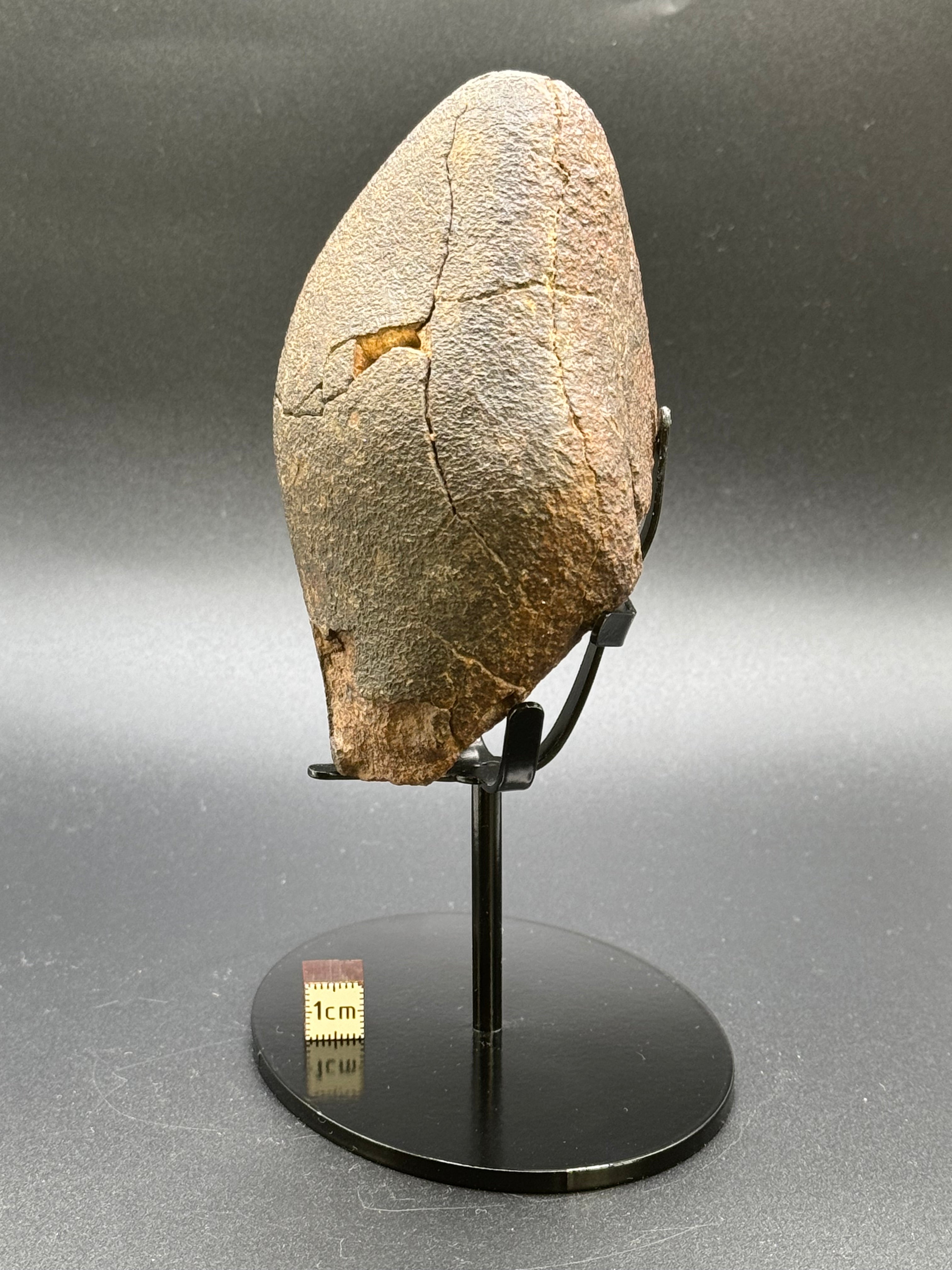 CHONDRITE METEORITE, NORTH WEST AFRICA. 421 GRAMS.
