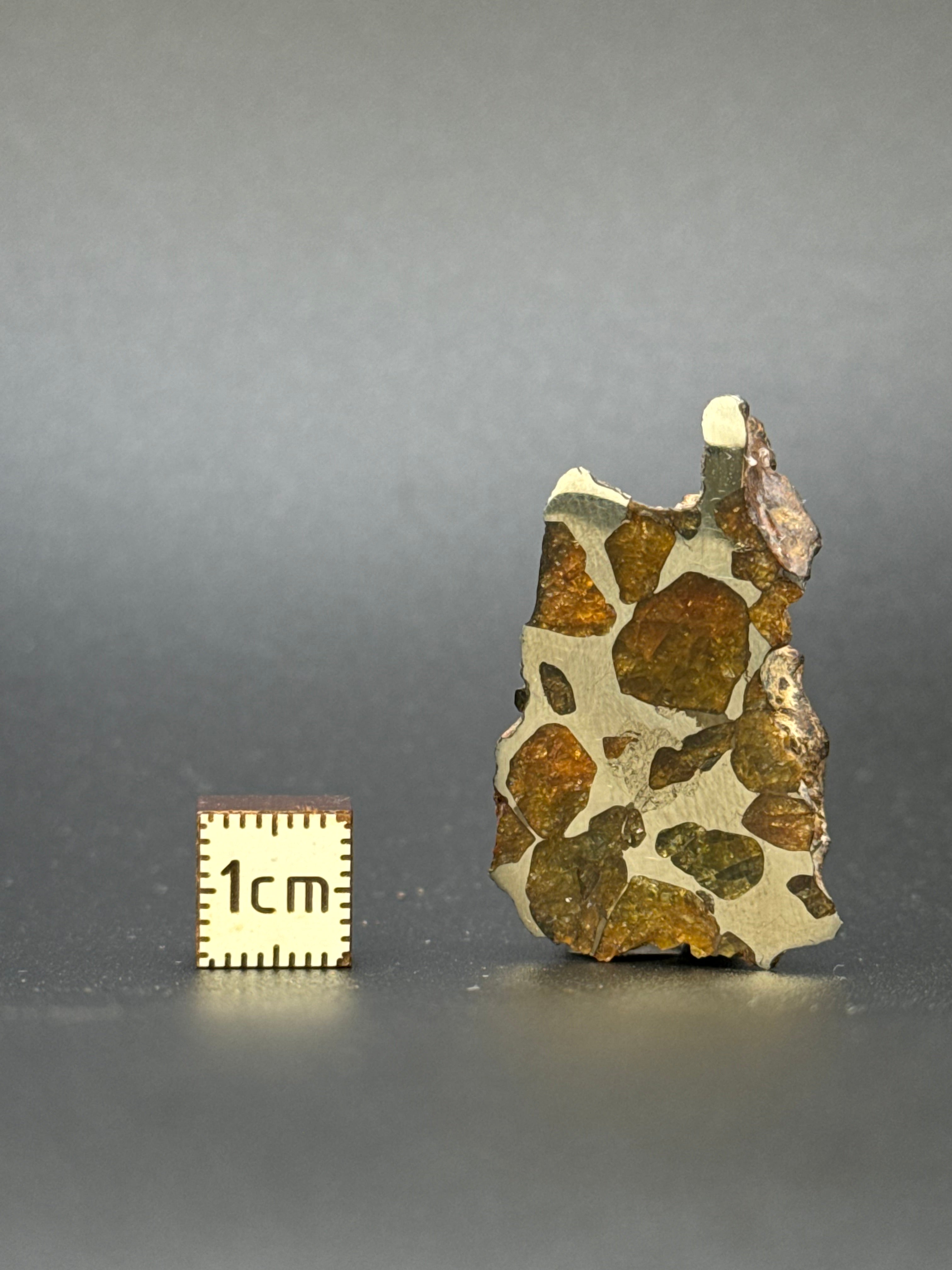 IMILAC PALLASITE METEORITE, END CUT, CHILE. 13,5 GRAMS.