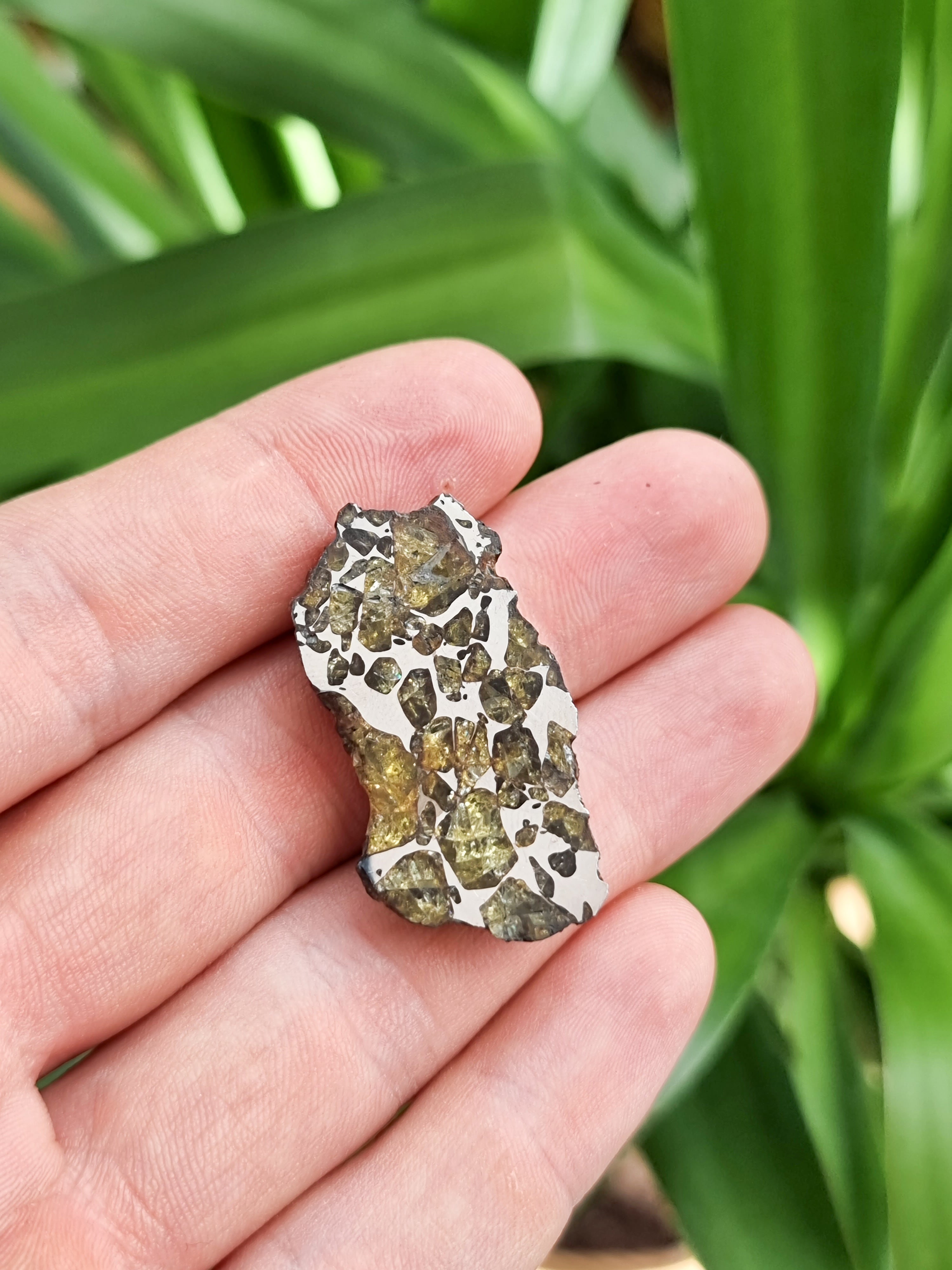 Imilac Pallasite meteorite, Chile. Endcut 13.84g