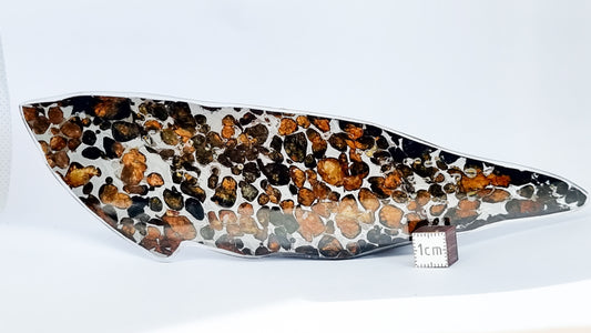 Sericho Pallasite meteorite, Kenya. 38.93g slice