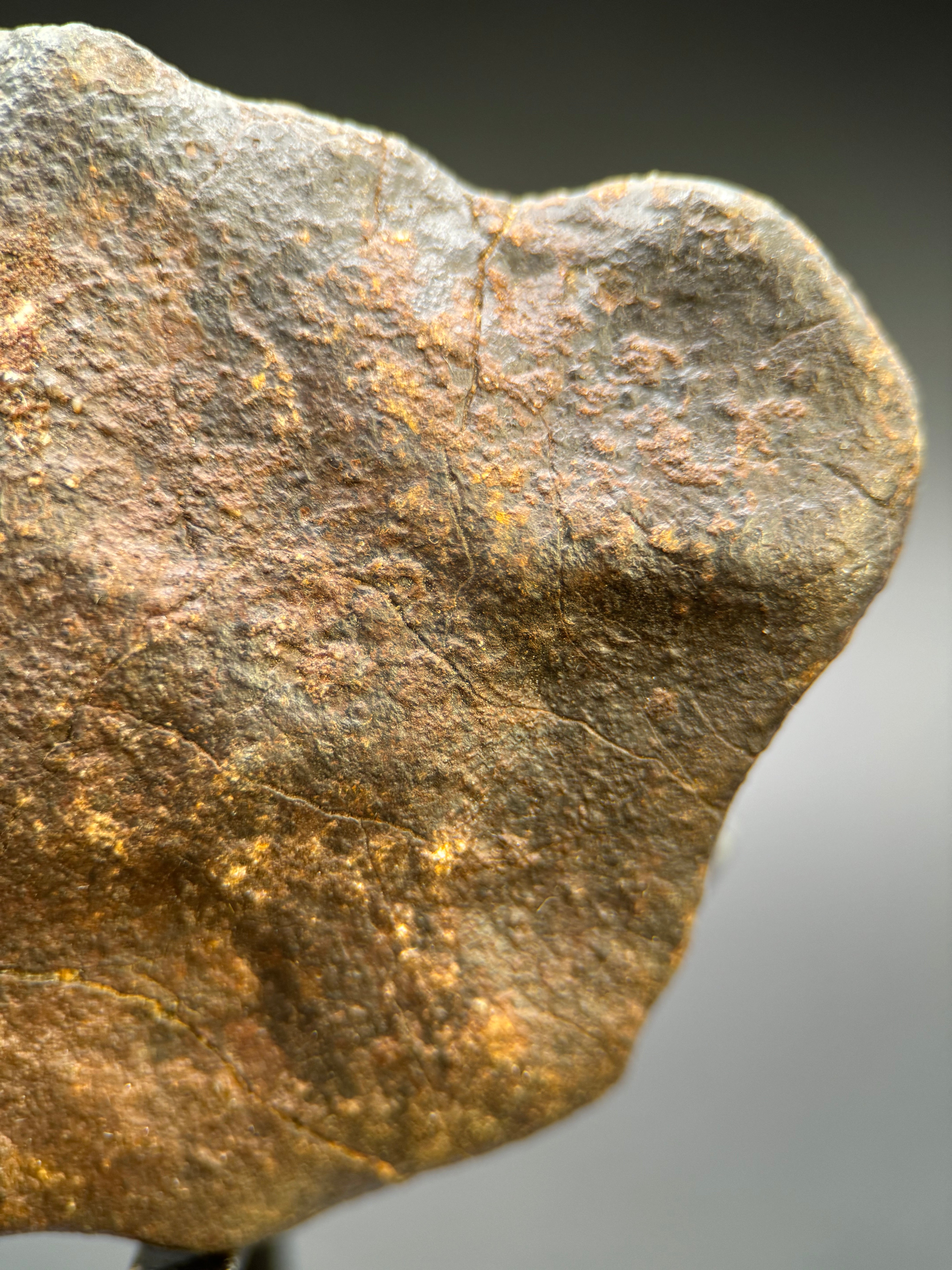 CHONDRITE METEORITE, NORTH WEST AFRICA. 263 GRAMS.