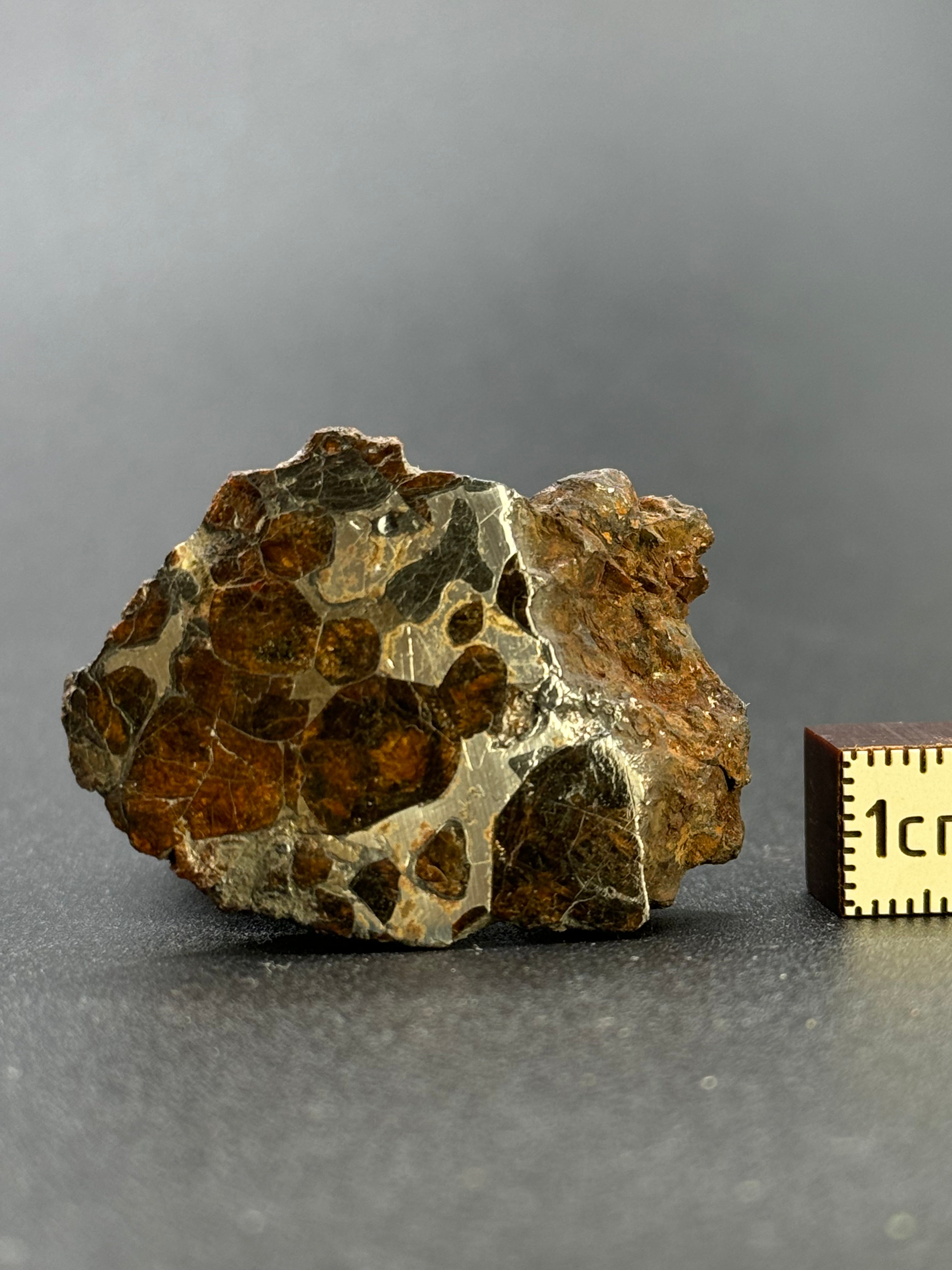 SERICHO PALLASITE METEORITE, KENYA. 24,94 GRAMS END-CUT
