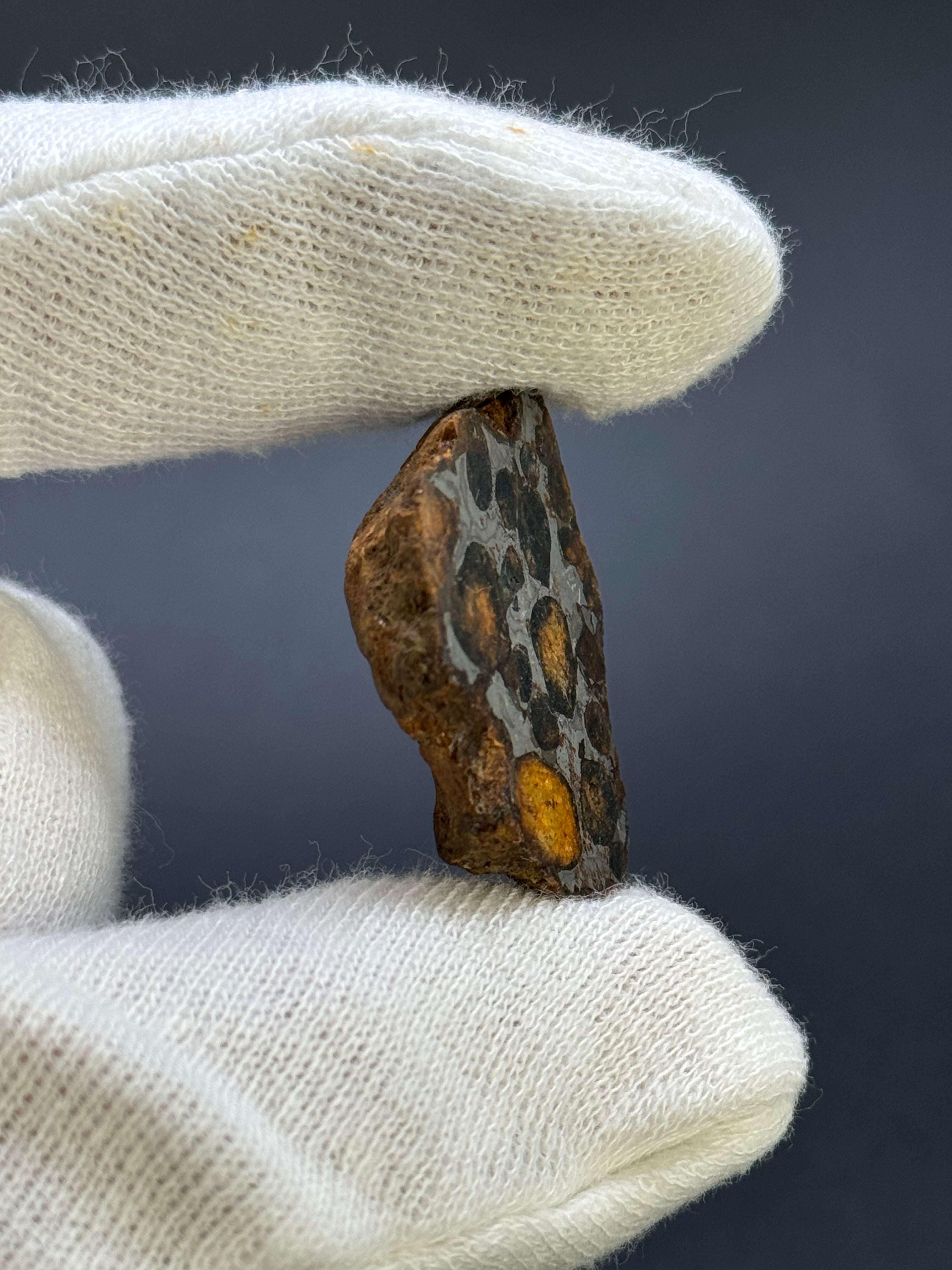 SERICHO PALLASITE METEORITE, KENYA. 19,78 GRAMS END-CUT