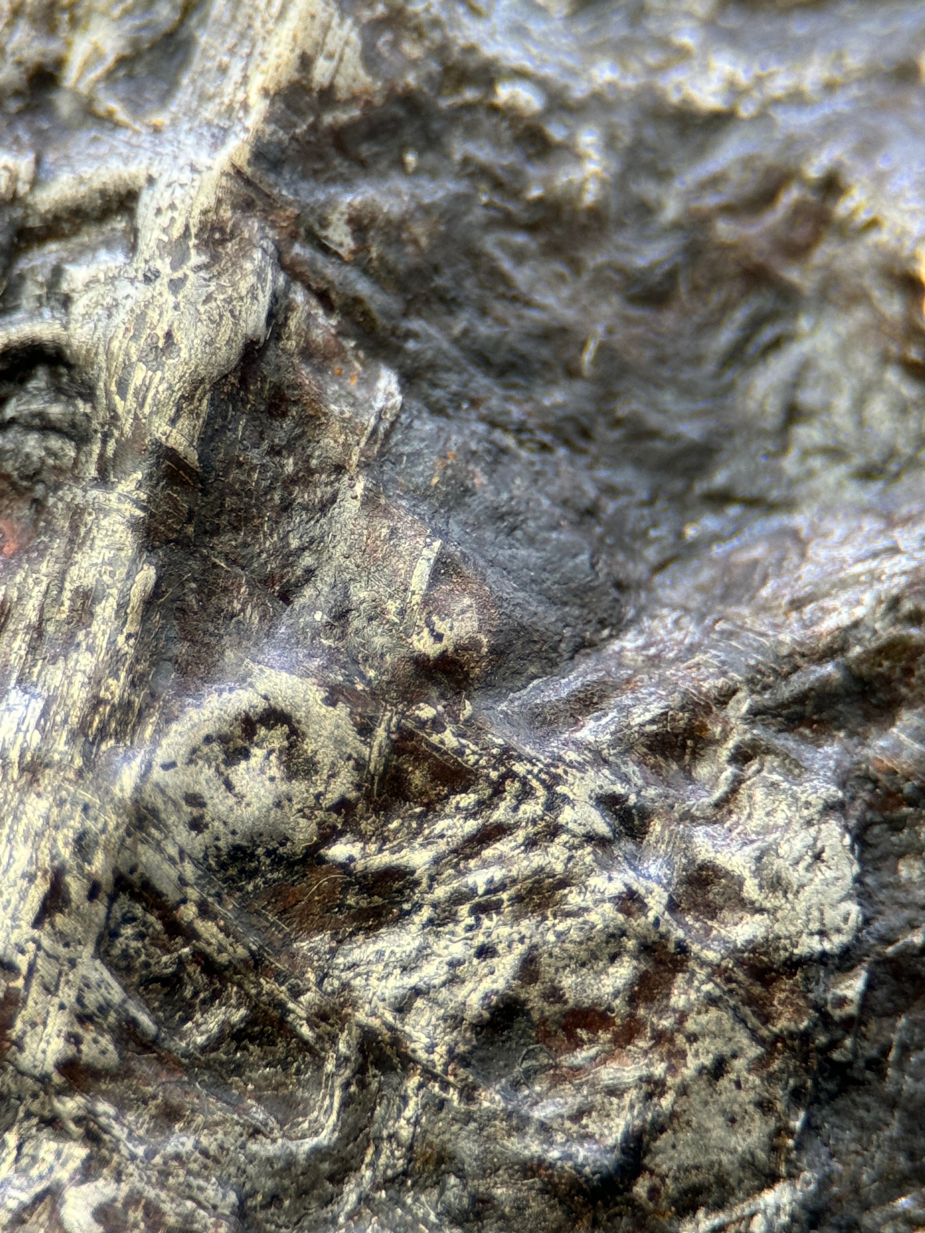 MUONIONALUSTA METEORITE, SWEDEN. 129,8 GRAMS END-CUT