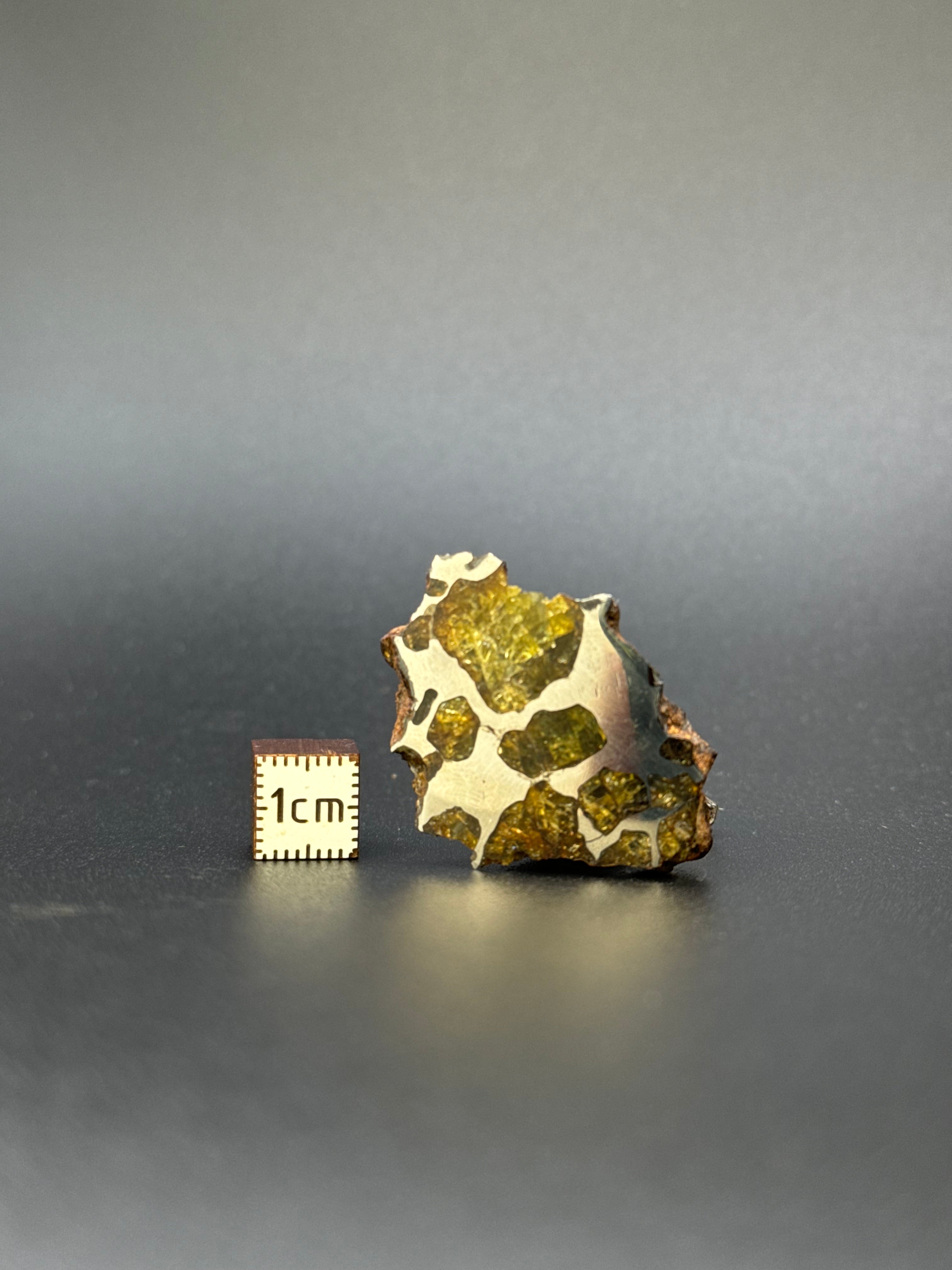 IMILAC PALLASITE METEORITE, END CUT, CHILE. 19,55 GRAMS.