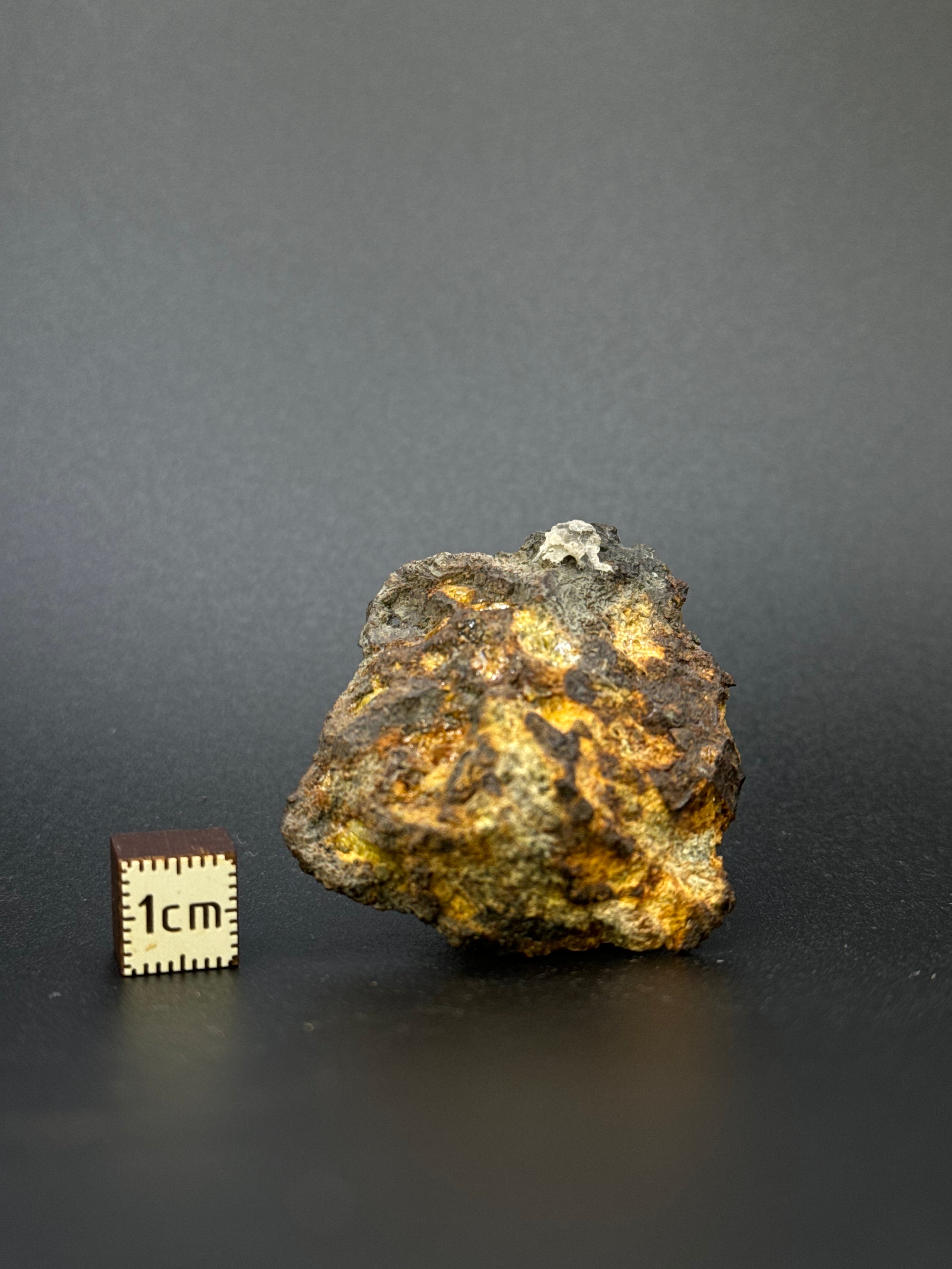 IMILAC PALLASITE METEORITE, END CUT, CHILE. 35,10 GRAMS.